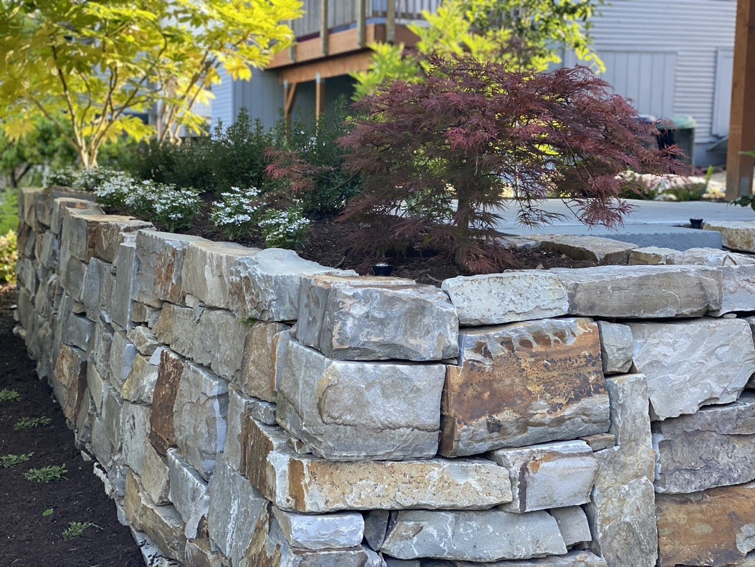 Madison Park stacked stone wall with Japanese maple and planting