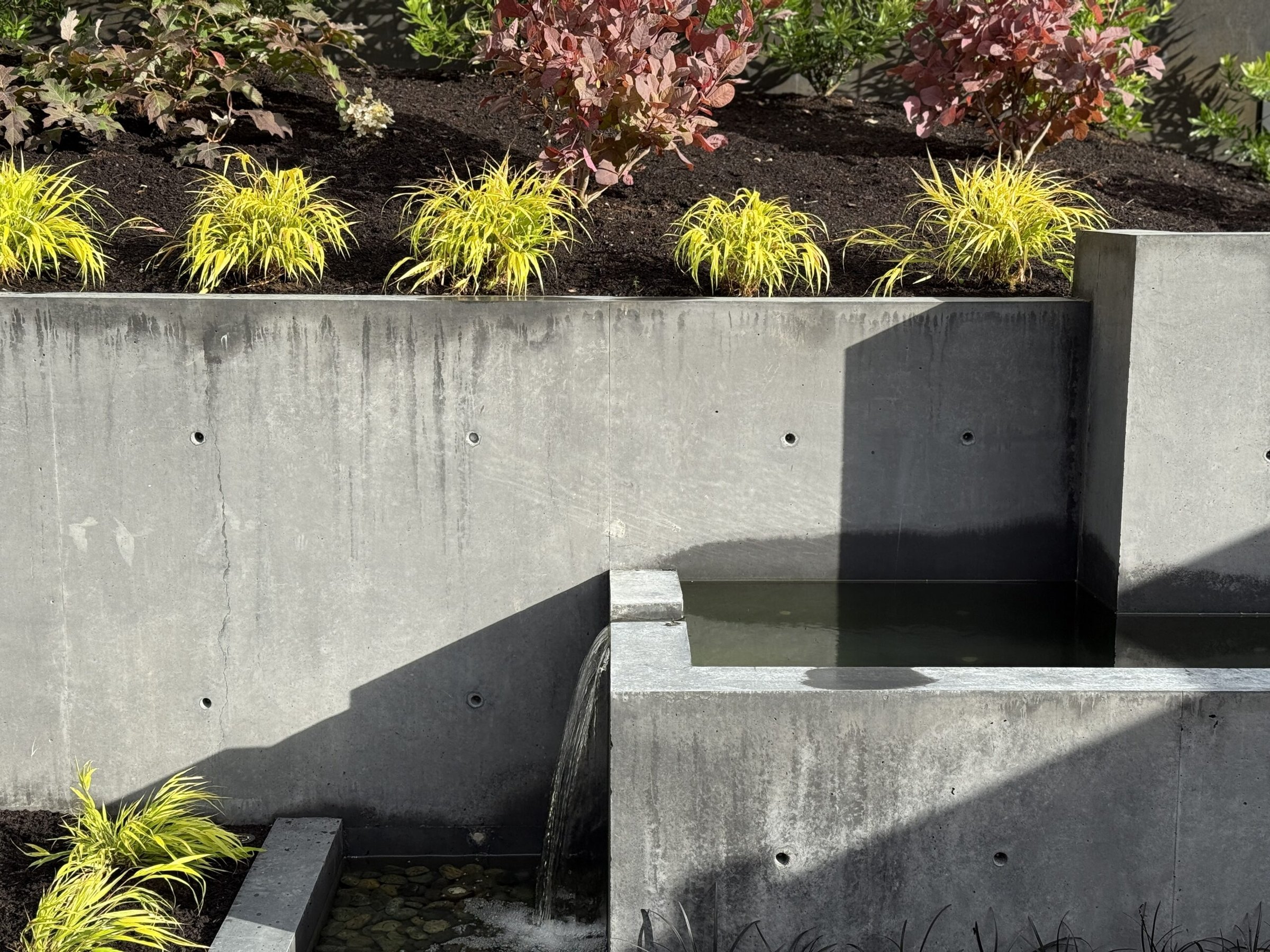 Board-formed concrete water feature and planting
